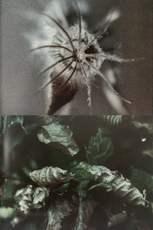 Wingseed (1985) poster