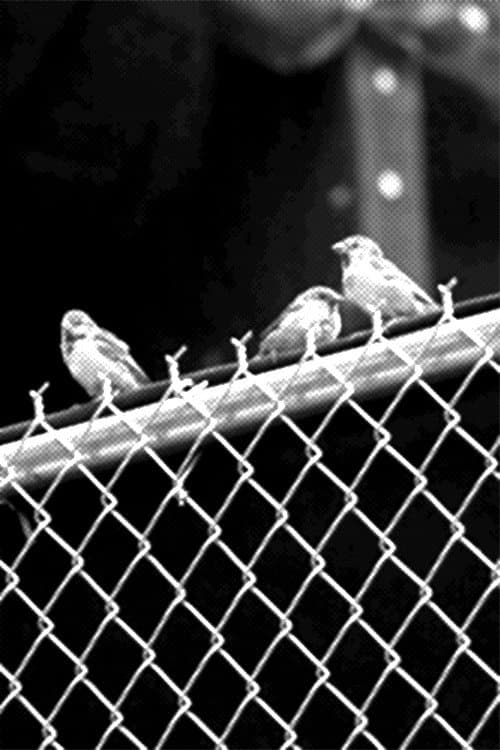 Real Birds (2011) poster
