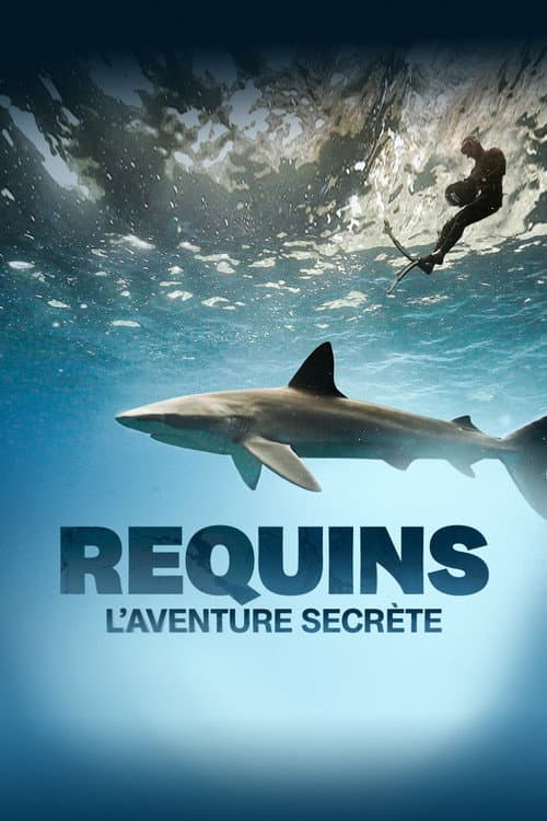 Requins, l'aventure secrète (2022) poster