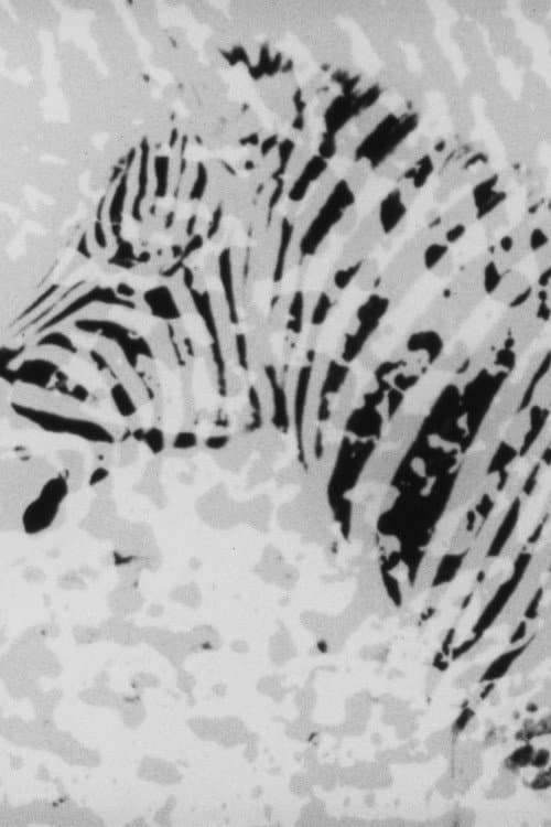 Zebra (1973) poster