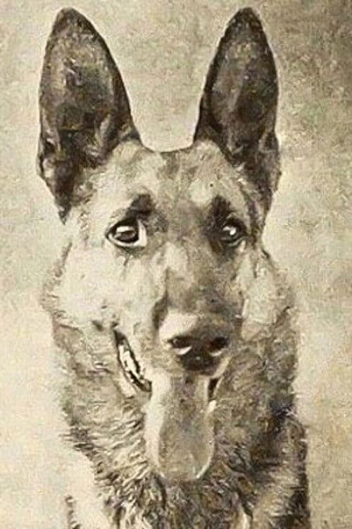 Thunder the Dog foto
