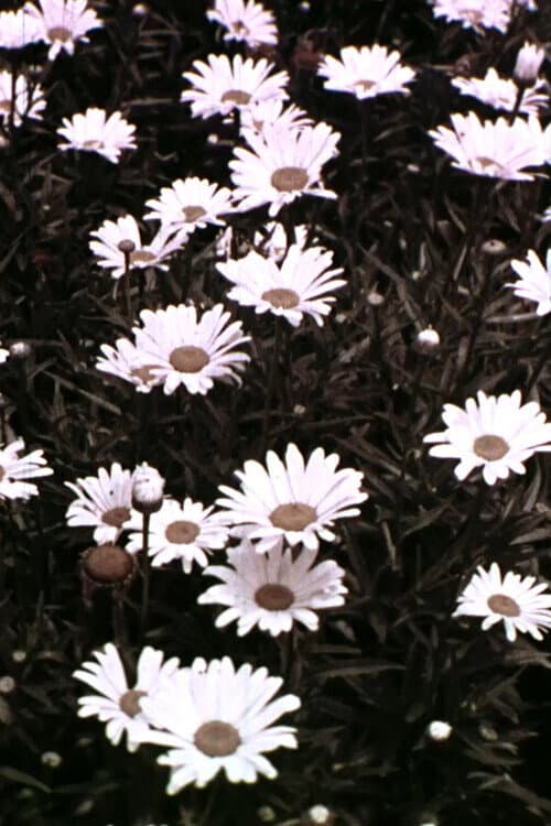 Sinfonía de Primavera (1956) poster