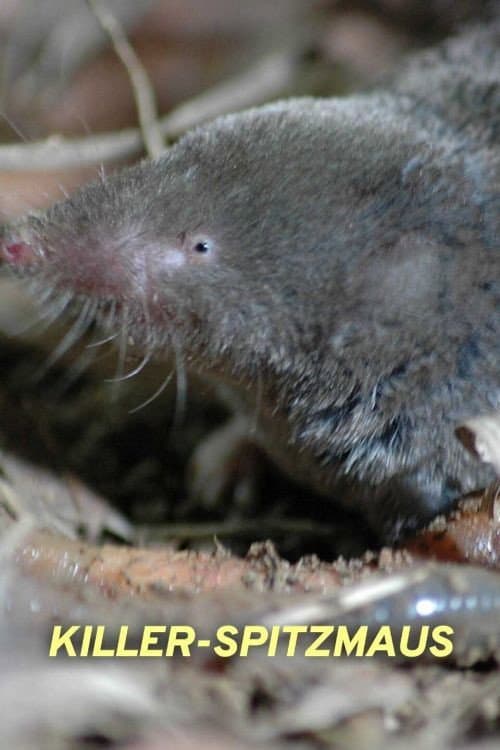Killer Shrew (2014) poster