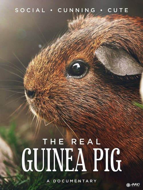 Schlaue Meerschweinchen (2015) poster