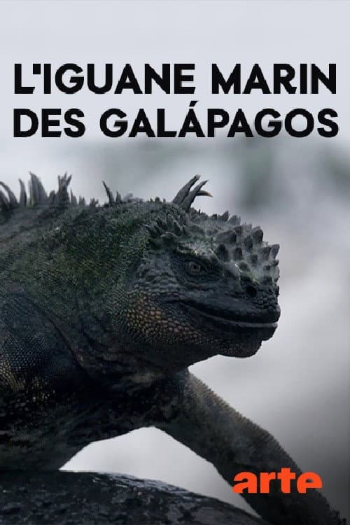 Drachenrätsel - Die verschwundenen Meerechsen von Galapagos (2018) poster