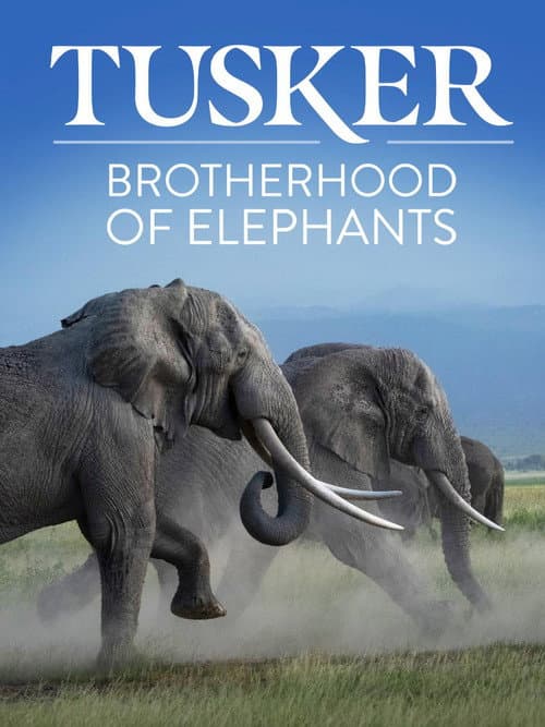Tusker: Brotherhood of Elephants (2026) poster