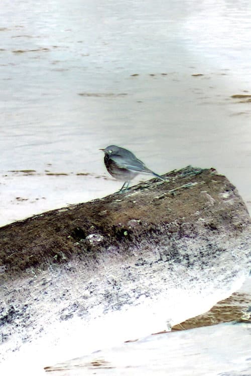 Hermit Thrush foto