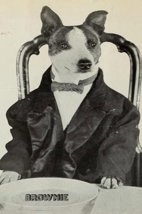 Brownie the Wonder Dog foto