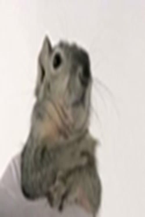 Western Gray Squirrel (2016) poster