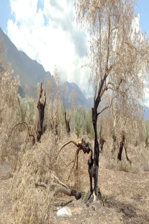 The Second Life of Burned Trees (2023) poster