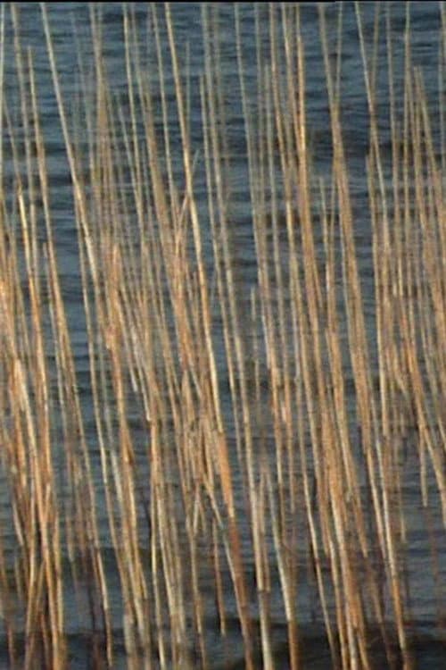 Binsen (2003) poster
