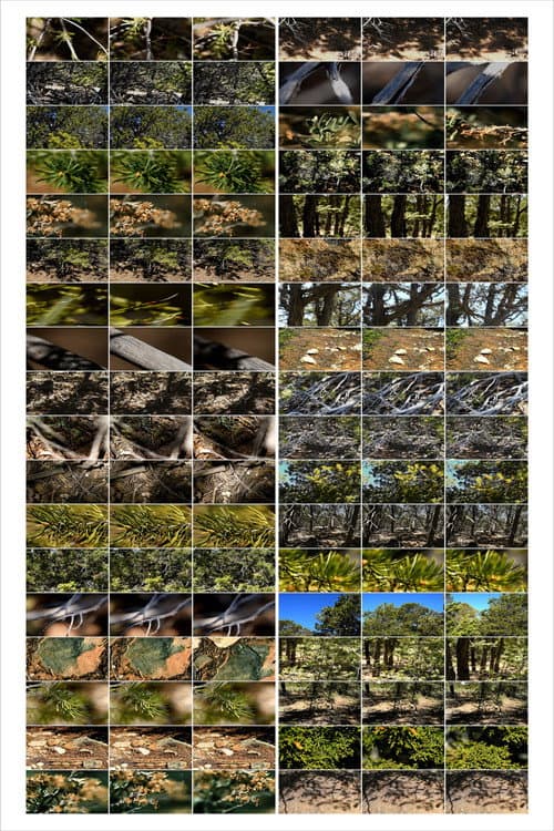 Interactions 2: Forest Near and Far (2023) poster