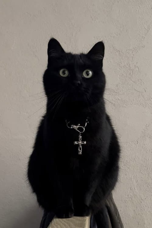Jonsi foto